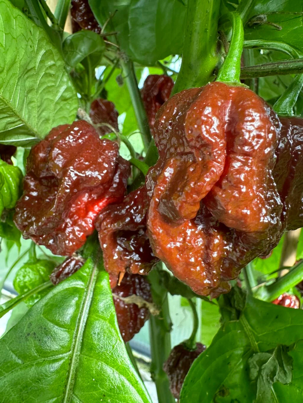 7 Pot Caramel – C. chinense