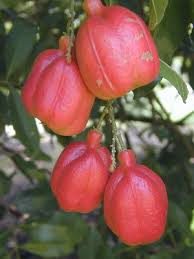 Ackee - Blighia sapida - Image 2