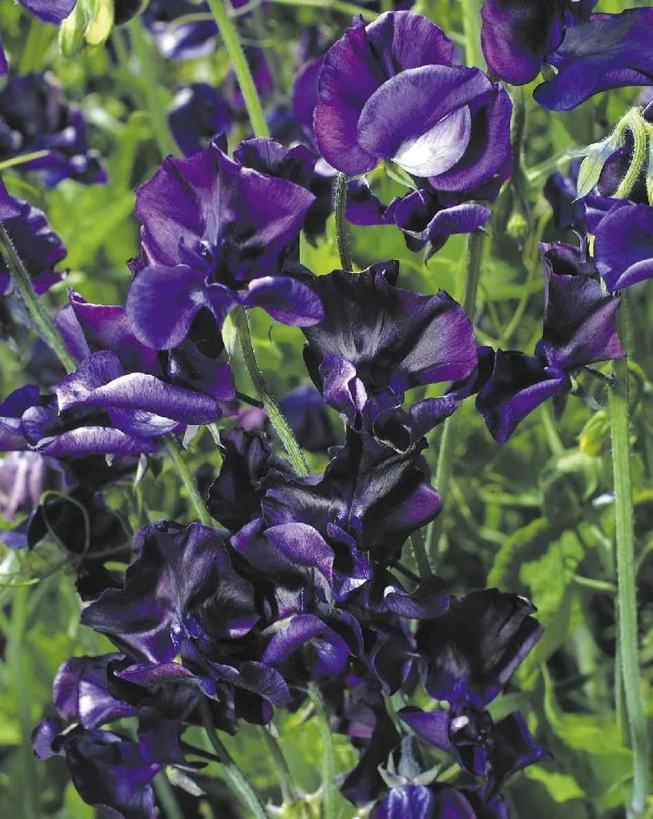 Ærteblomst - Lathyrus Odoratus Royal Navy Blue