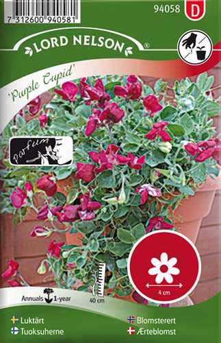 Ærteblomst, Lav, Purple Cupid, lilla