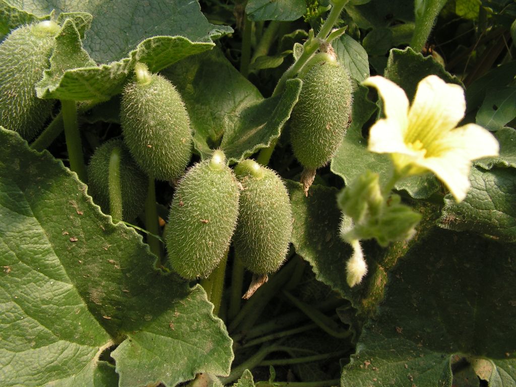 Miniaturebillede 1