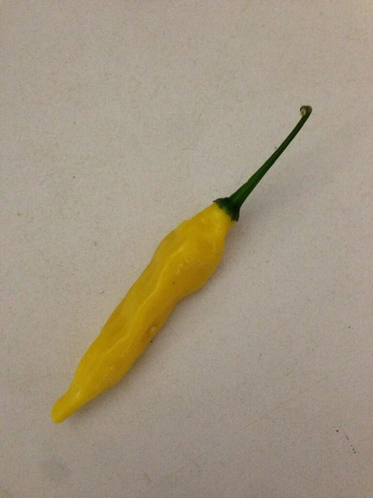 Aji Lemon - Citron Chili - C. baccatum - Image 3