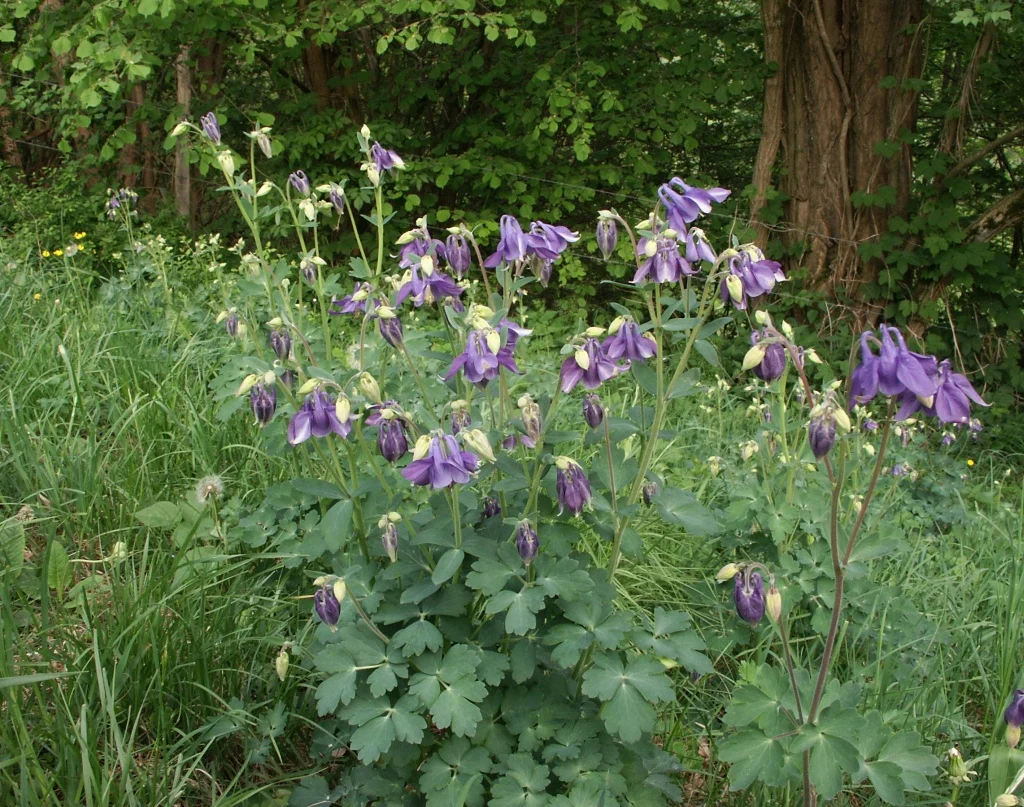 Alpe Akeleje - Aquilegia alpina