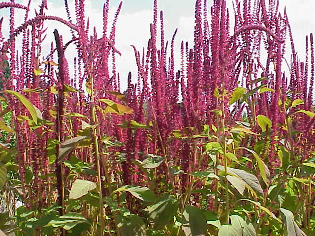 Miniaturebillede 1