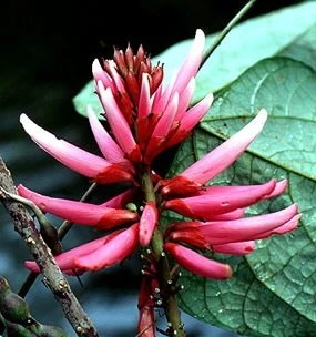 Amazon Coral Tree - Erythrina Amazonica