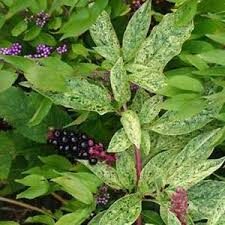 Amerikansk Kermesbær - Phytolacca americana - Image 2