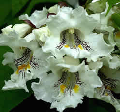 Miniaturebillede 1
