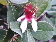 Ananas Guava - Feijoa sellowiana - Plante