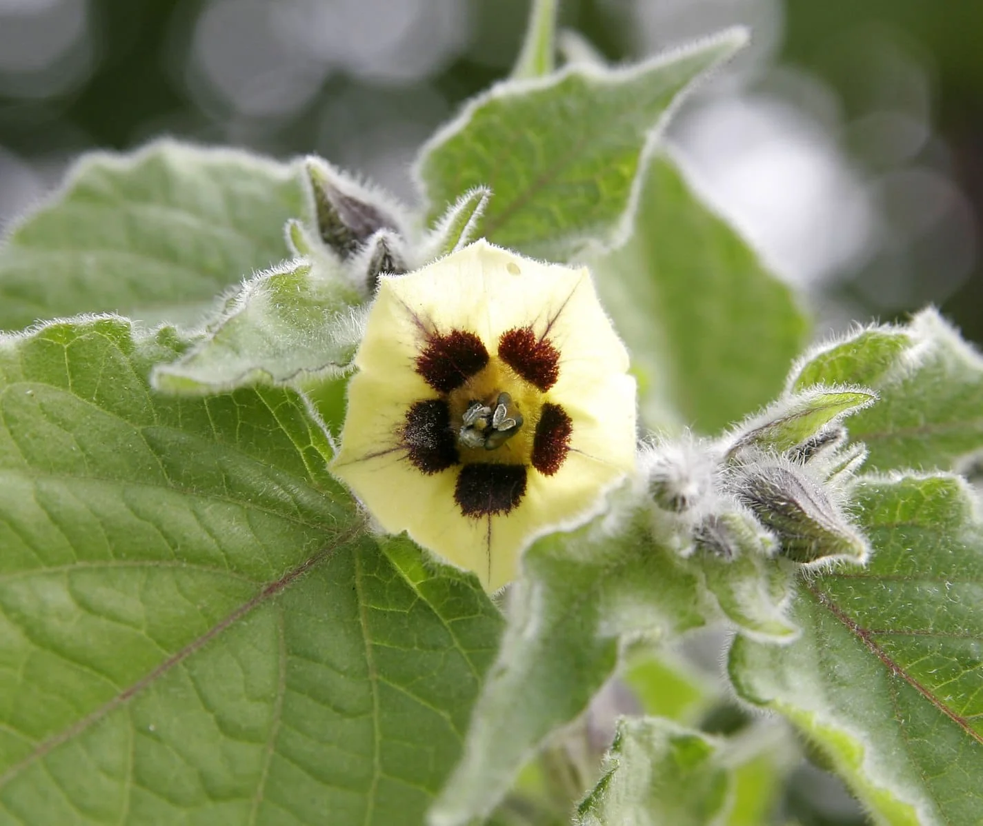 Ananas Kirsebær - Physalis peruviana edulis - Image 3