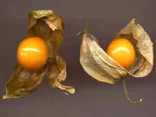 Ananas Kirsebær - Physalis peruviana edulis - Image 4