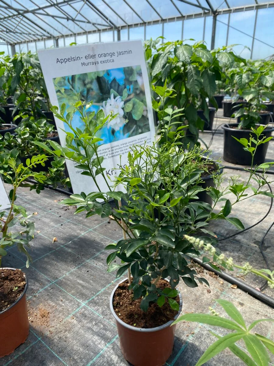 Appelsin eller Orange Jasmin - Murraya exotica - Plante