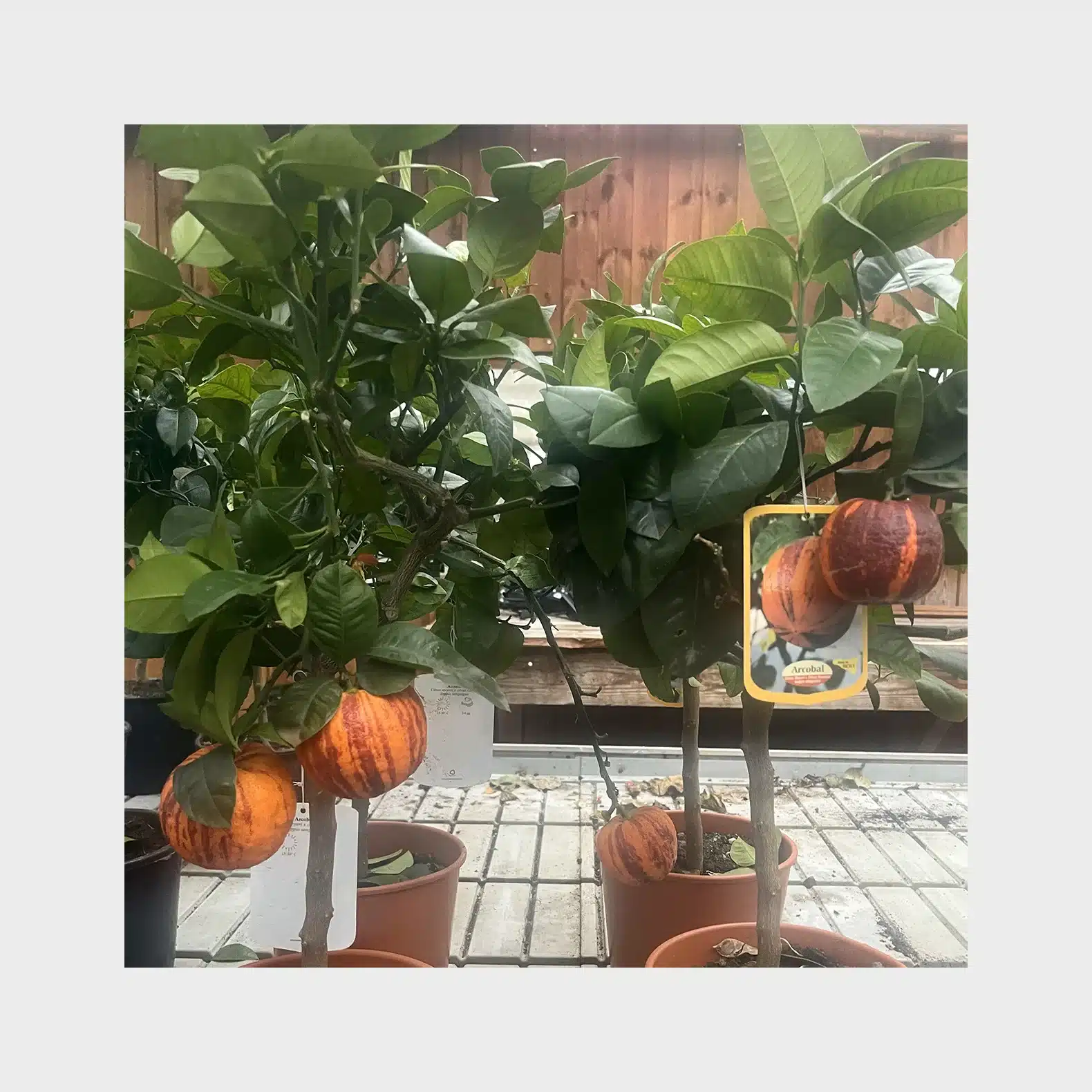 Arcobal - Citrus meyeri x sinensis - Image 2