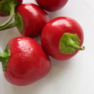 Baby Pepper/Peppadew - Plante