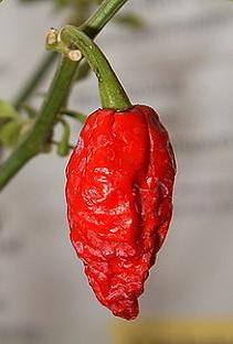 Miniaturebillede 1