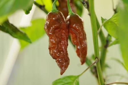 Bhut Jolokia Chocolate - plante