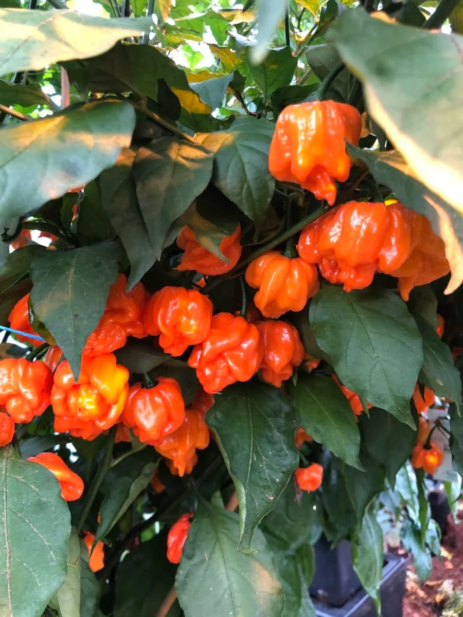Bhut Orange Copenhagen -  'Flower Shape' - C. chinense - Image 3