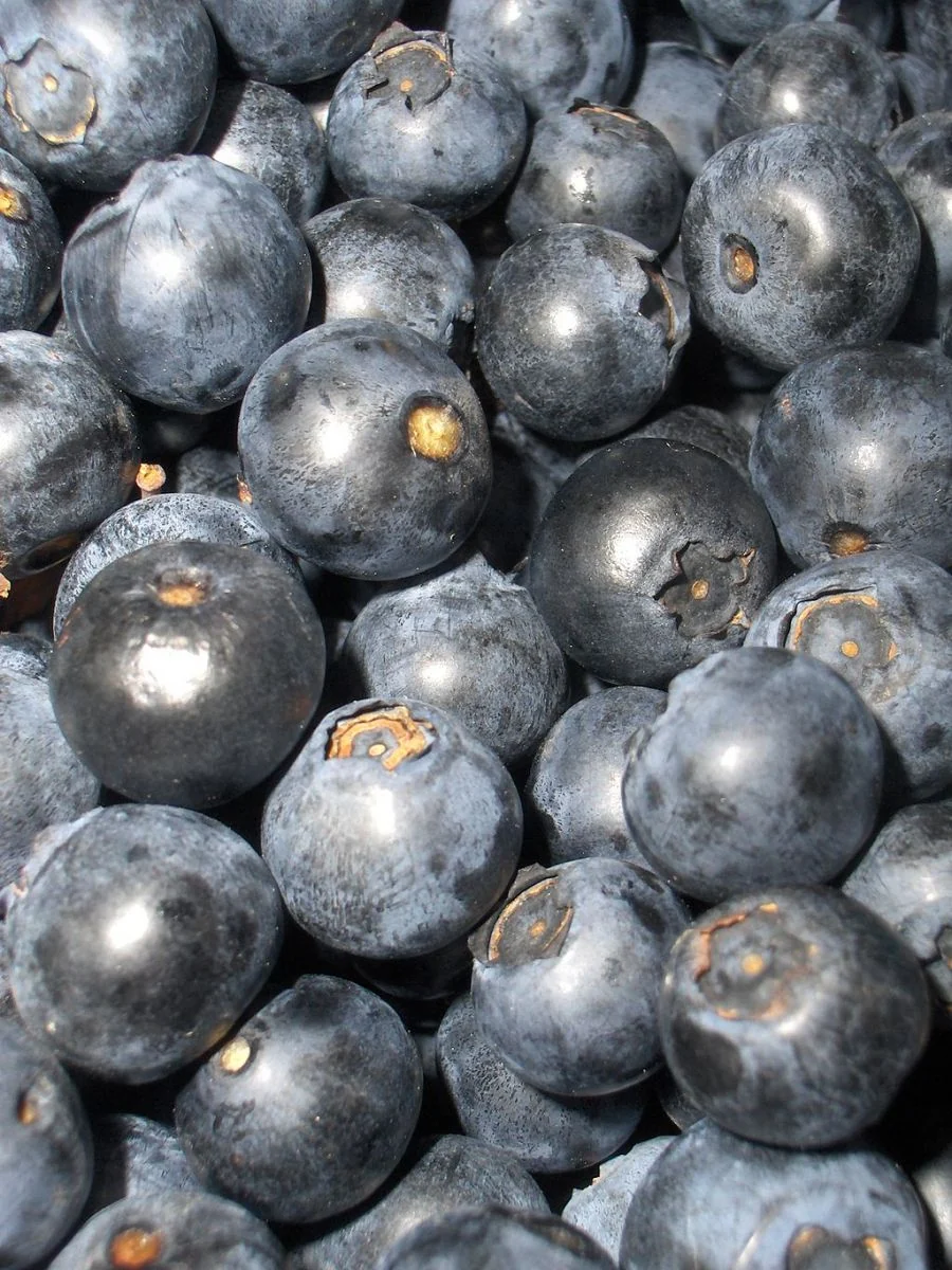Blåbær - Vaccinium myrtillus - FRØ