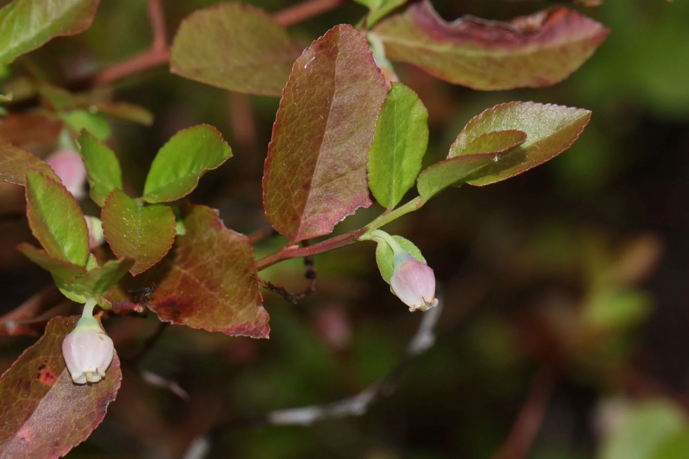 Blåbær - Vaccinium myrtillus - FRØ - Image 2