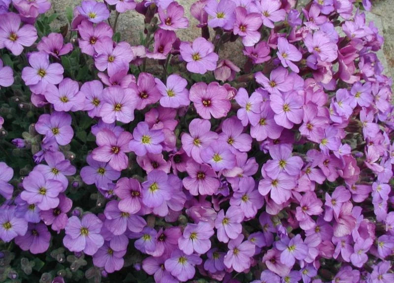 Blåpude - Aubretia Grandiflora Mix