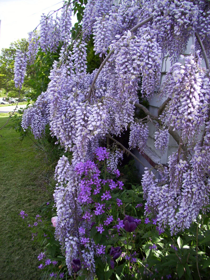 Blåregn - Wisteria sinensis