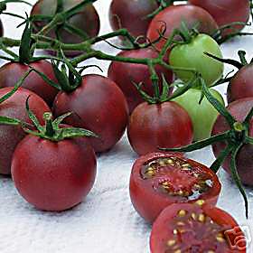 Black Cherry - Tomat - Image 3