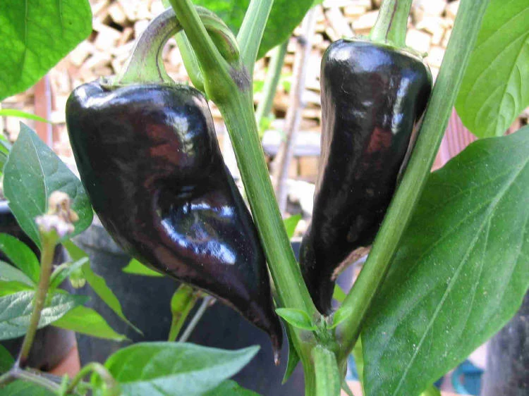 Miniaturebillede 1