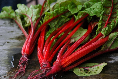 Bladbede - Ruby Red -  Beta vulgaris var. Ciela