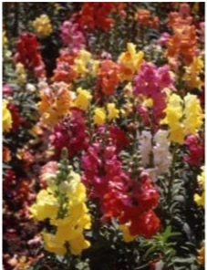 Løvemund - Antirrhinum majus grandiflorum mixture