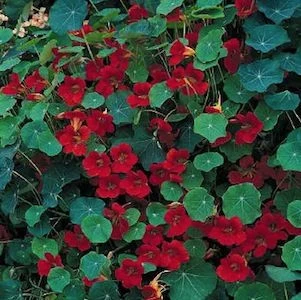 Blomsterkarse - Empress of India