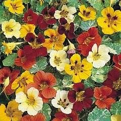 Blomsterkarse - Tropaeolum majus Jewel of Africa tall mix