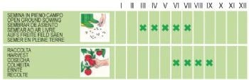 Bønne - Nano dolico dall'occhio veneto (senza filo) - 100 gram - Image 2