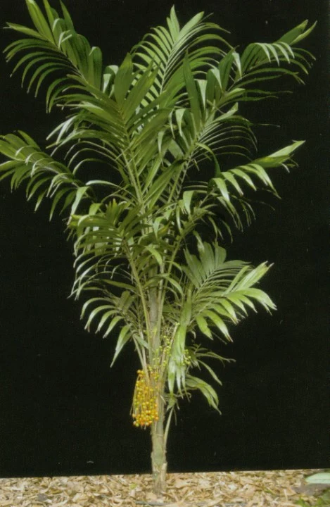 Bola Palme - Synechanthus warscewiczianus