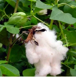 Bomuld - Gossypium herbaceum