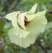 Bomuld - Gossypium herbaceum - Image 2