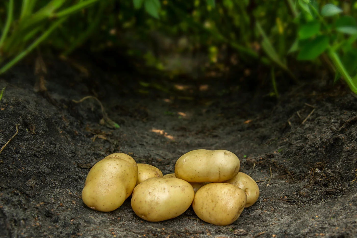 Bondens Bedste – BINTJE 10 kg