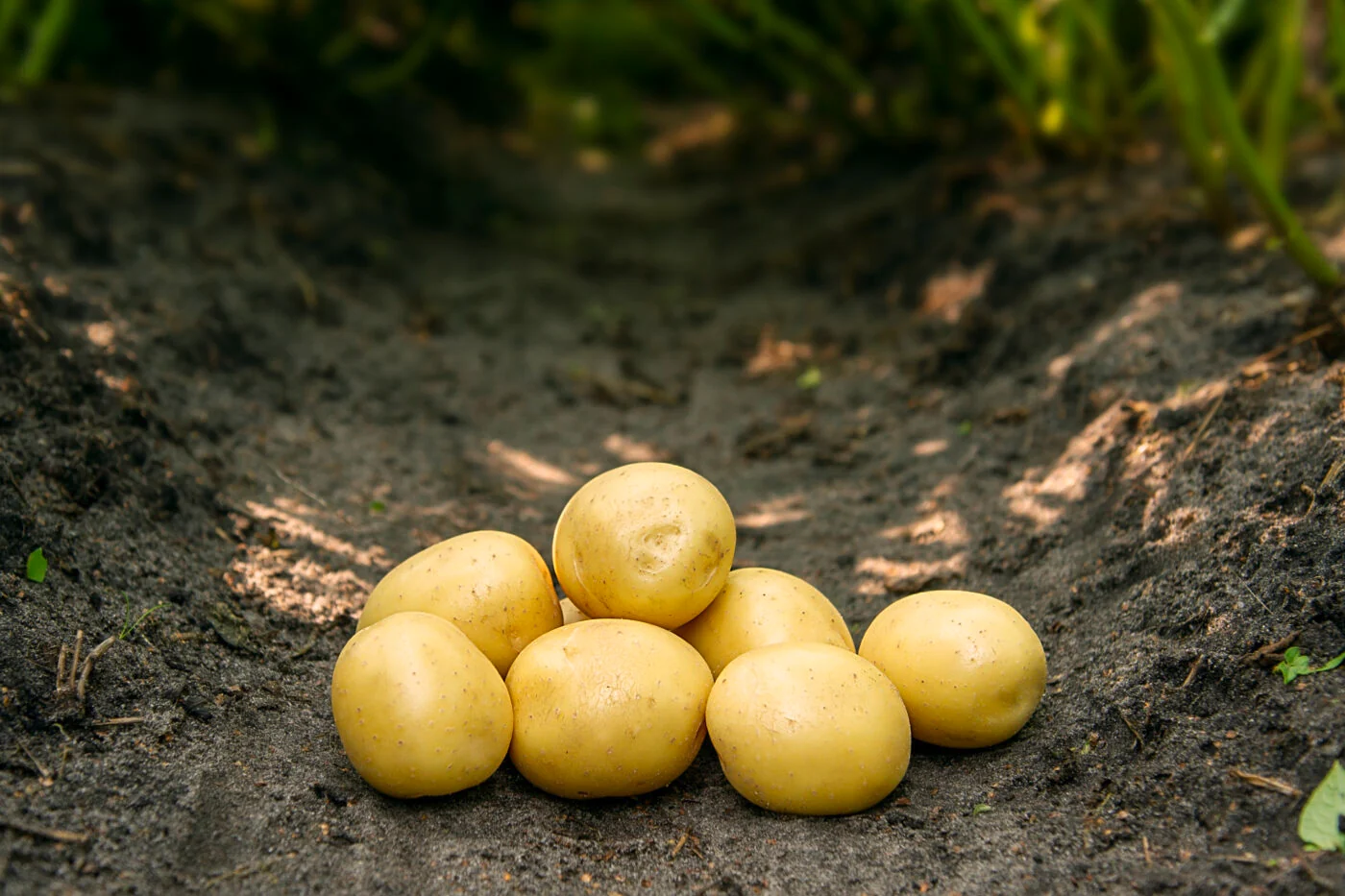 Bondens Bedste – GALA 1,5 kg– Læggekartoffel