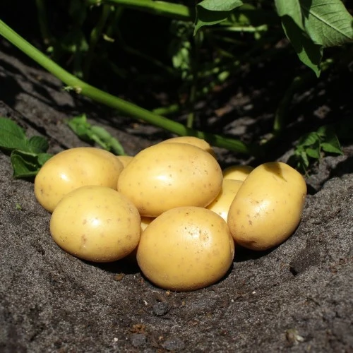 Bondens Bedste - Soleo 1,5 KG - NYHED