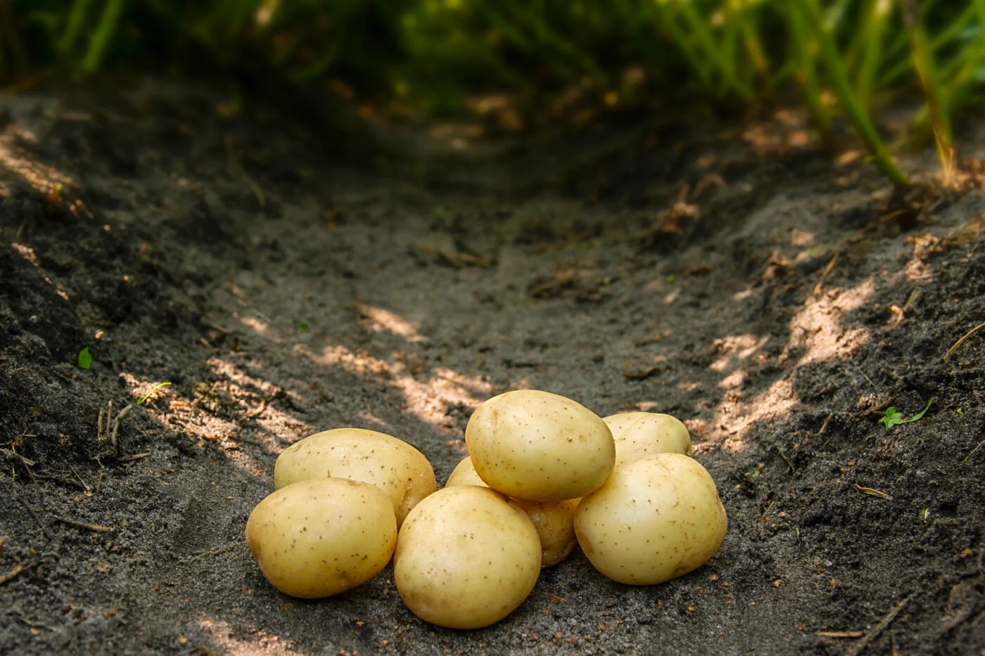 Bondens Bedste - SOLIST 10 kg - Læggekartoffel