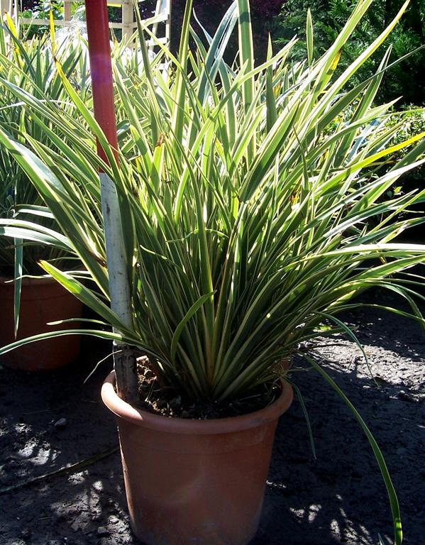 Broget New Zealandsk Hør - Phormium tenax variegatum