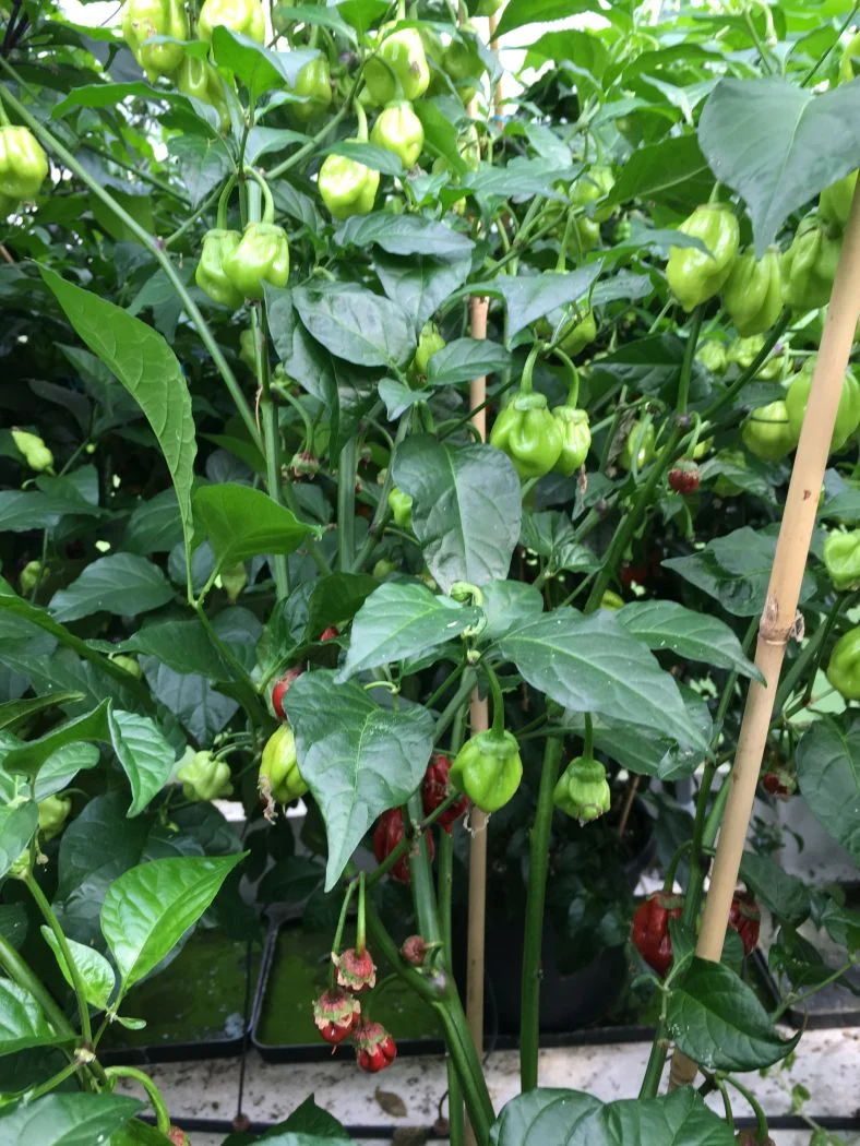 Bubblegum 7 Pot  Caramel - C. chinense - Image 2