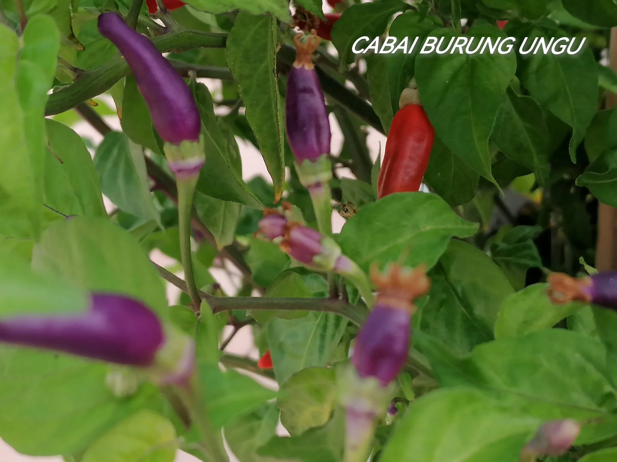 Miniaturebillede 1