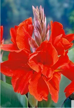Canna - The President, Rød - 2 rhizomer