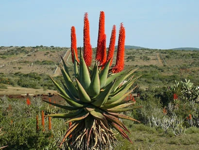 Cape aloe - Aloe ferox