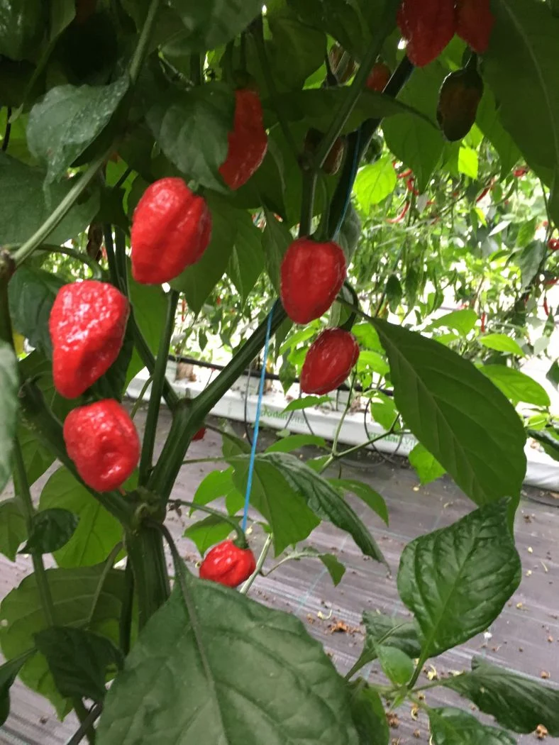 Carbonero x Carolina Reaper 100 gram - Image 3