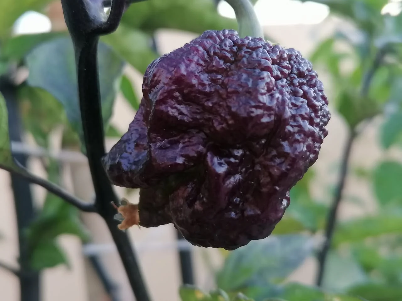 Carolina Reaper Purple - C.Chinense - Image 3