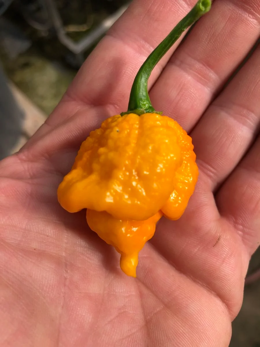 Carolina Reaper Yellow - Friske frugter