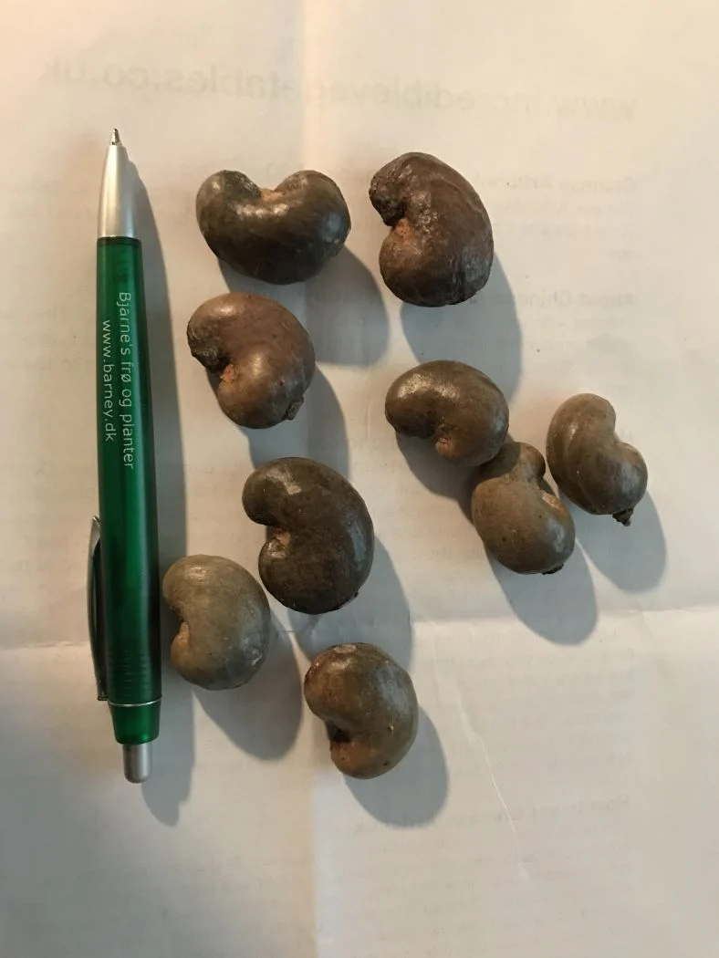 Cashew nød - Anacardium occidentale - Image 2