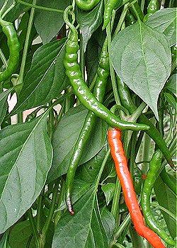 Cayenne long slim - C.annuum - ØKO - Image 3
