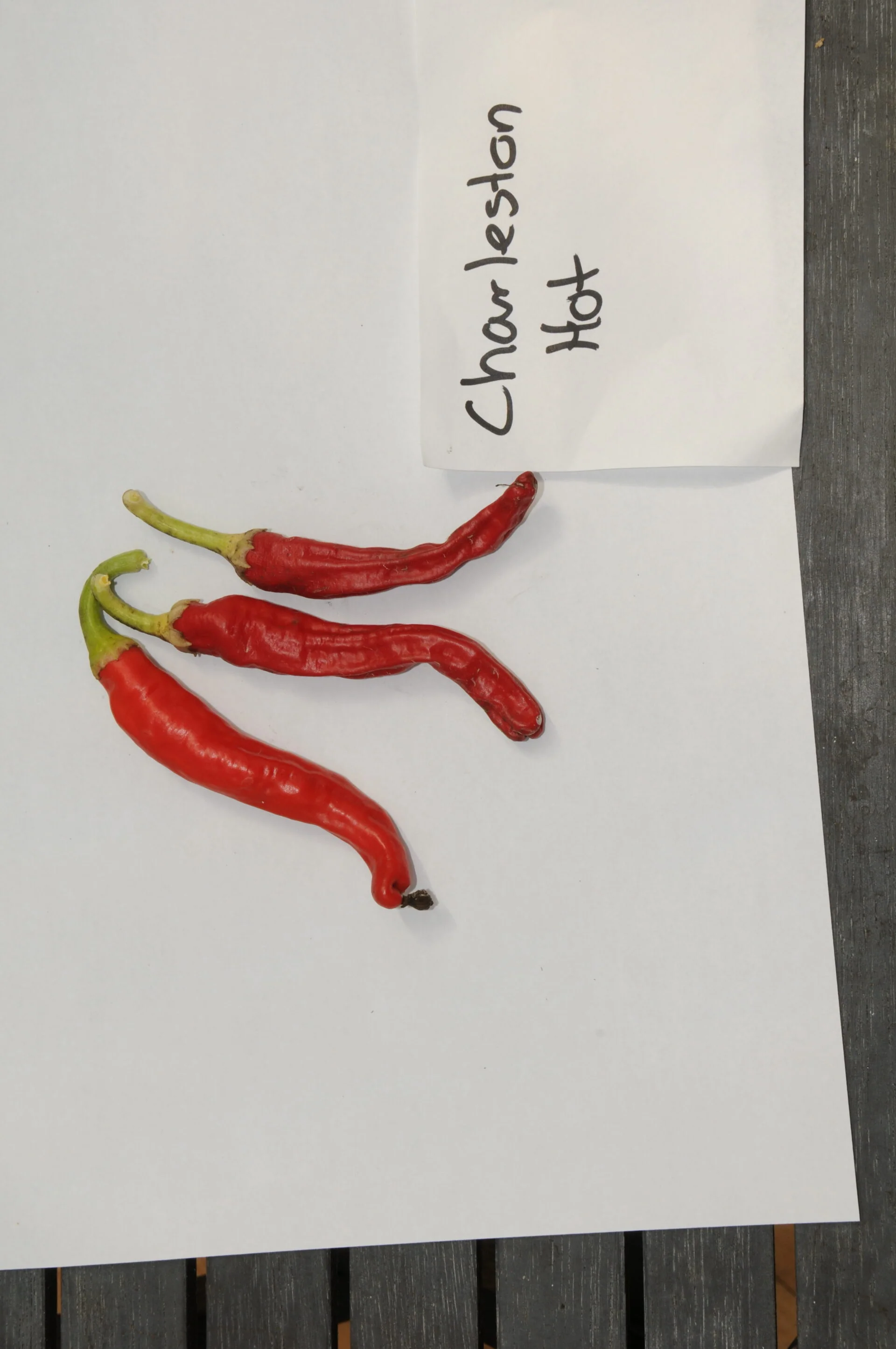 Charleston Hot – C. annuum