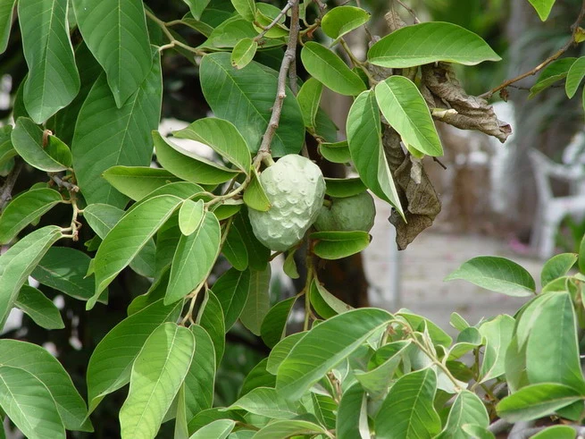 Cherimoya - Annona cherimola